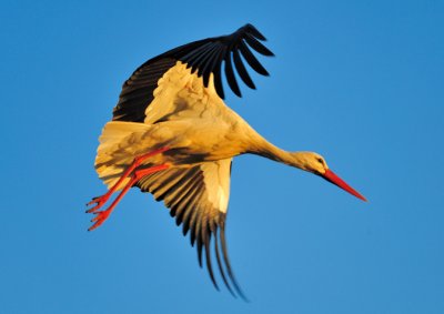 Stork Take Off