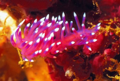 Nudi