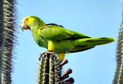 Yellow-shouldered Amazon (Amazona barbadensis)