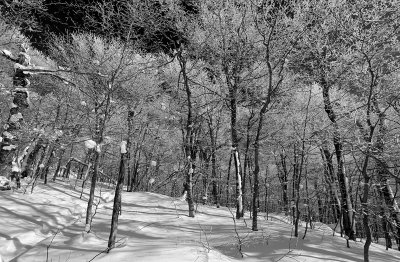 _MG_6426m_bw.jpg
