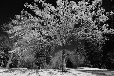 LEE_5732sm_bw.jpg