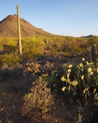 0E6R1294Tucson.jpg