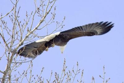 Eagle