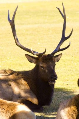 LH0G0393ElkLgMale.jpg