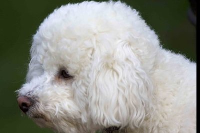 Koa - Our Bichon Frise