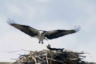Nesting Pair of Osprey Feeding near Boulder, CO
