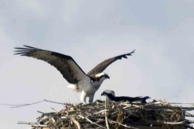 Osprey