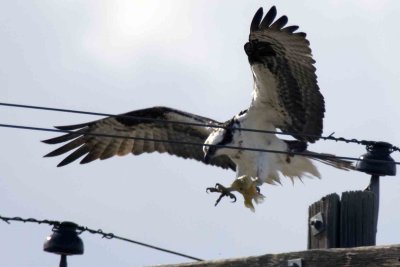 Osprey