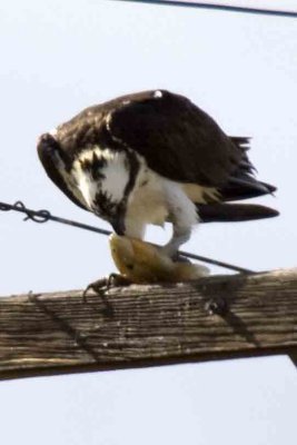 Osprey