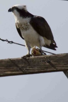 Osprey