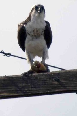 Osprey