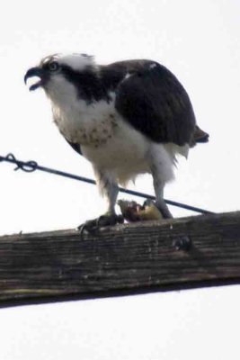 Osprey