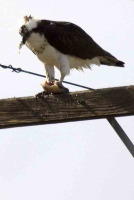 Osprey