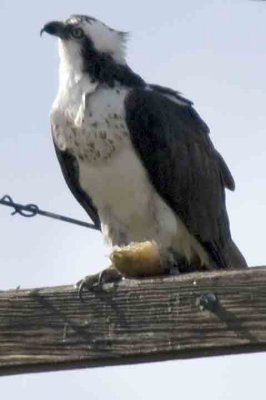 Osprey