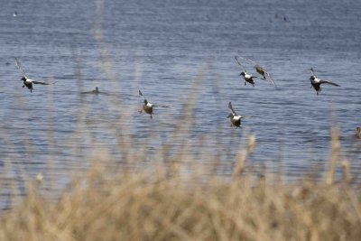 Pelicans