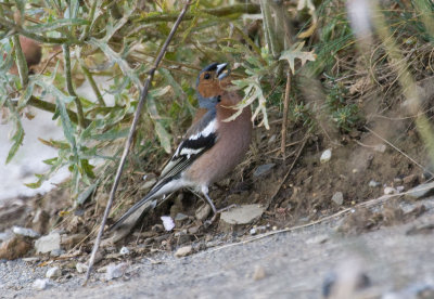 Bird in Arreau, French Pyrenees