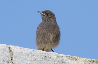 Bird in the garden