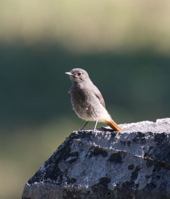 Bird 2