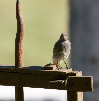 Bird 3
