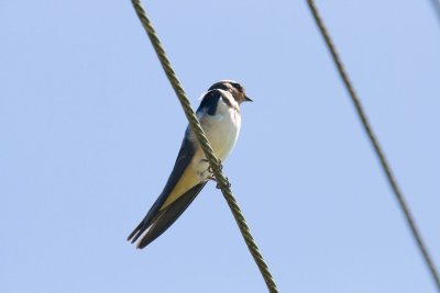 Swallow on a wire
