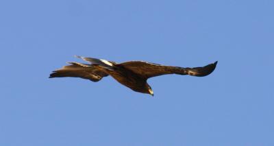 Omani eagle