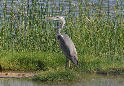 Omani heron