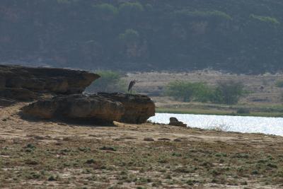 Omani stork in its natural environment