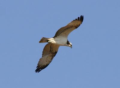 Omani hawk