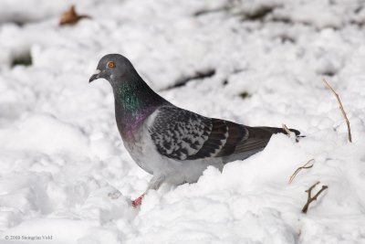 Rock Dove in the snow
