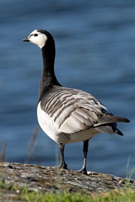 Barnacle goose on Bleikya