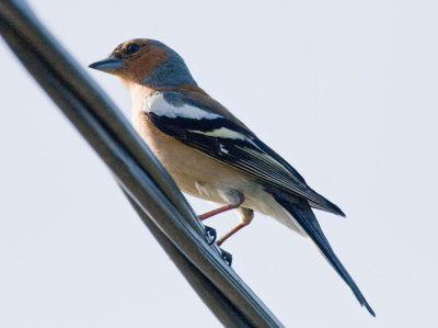 Chaffinch on Bleikya