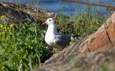 Common gull on Bleikya