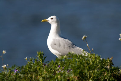 Another Common gull on Bleikya