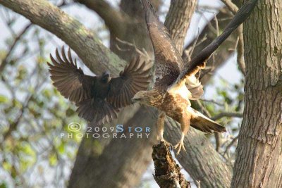 White Belly Fish Eagle fight with crow