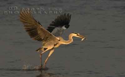 Grey Heron  caught its meal