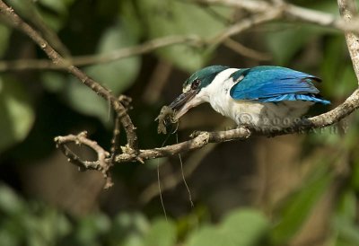 KingFisher