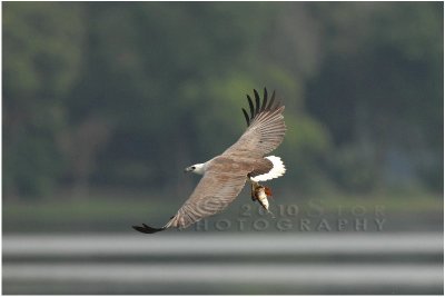 White Belly Fish Eagle