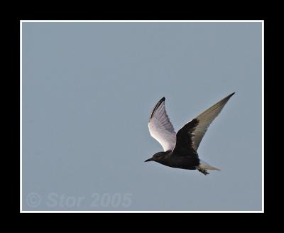 White Winged Tern