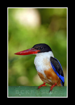 Black Capped KingFisher