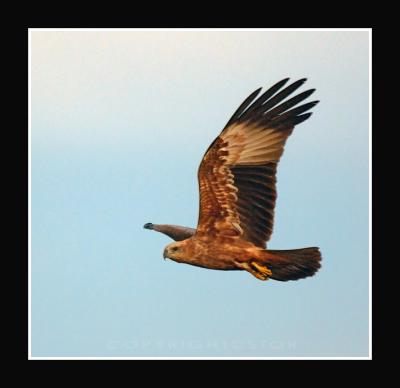 Juvenile WBS Eagle