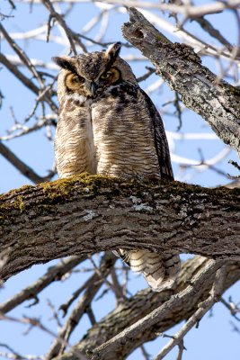 Grand-Duc d'Amrique / Great Horned Owl