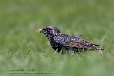 Étourneau Sansonnet / European Starling