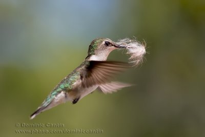 Colibri  Gorge Rubis (f) / Ruby-throated Hummingbird (f)