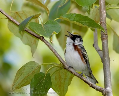 Paruline Eflancs marron / Chestnut-sided Warbler