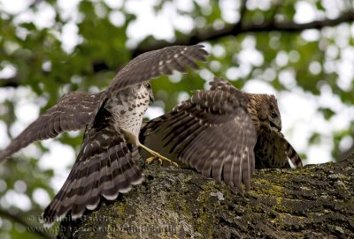 pervier de Cooper ( juv ) / Cooper's Hawk ( juv )