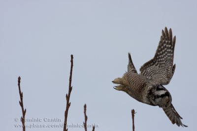 Chouette Épervière / Northern Hawk Owl
