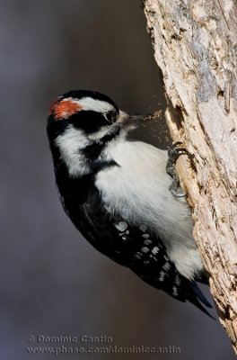 Pic Chevelu / Hairy Woodpecker