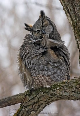 Grand-duc dAmrique  /  Great horned Owl