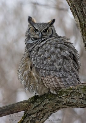 Grand-duc d’Amérique  /  Great horned Owl