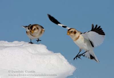 Bruant des neiges / Snow Bunting